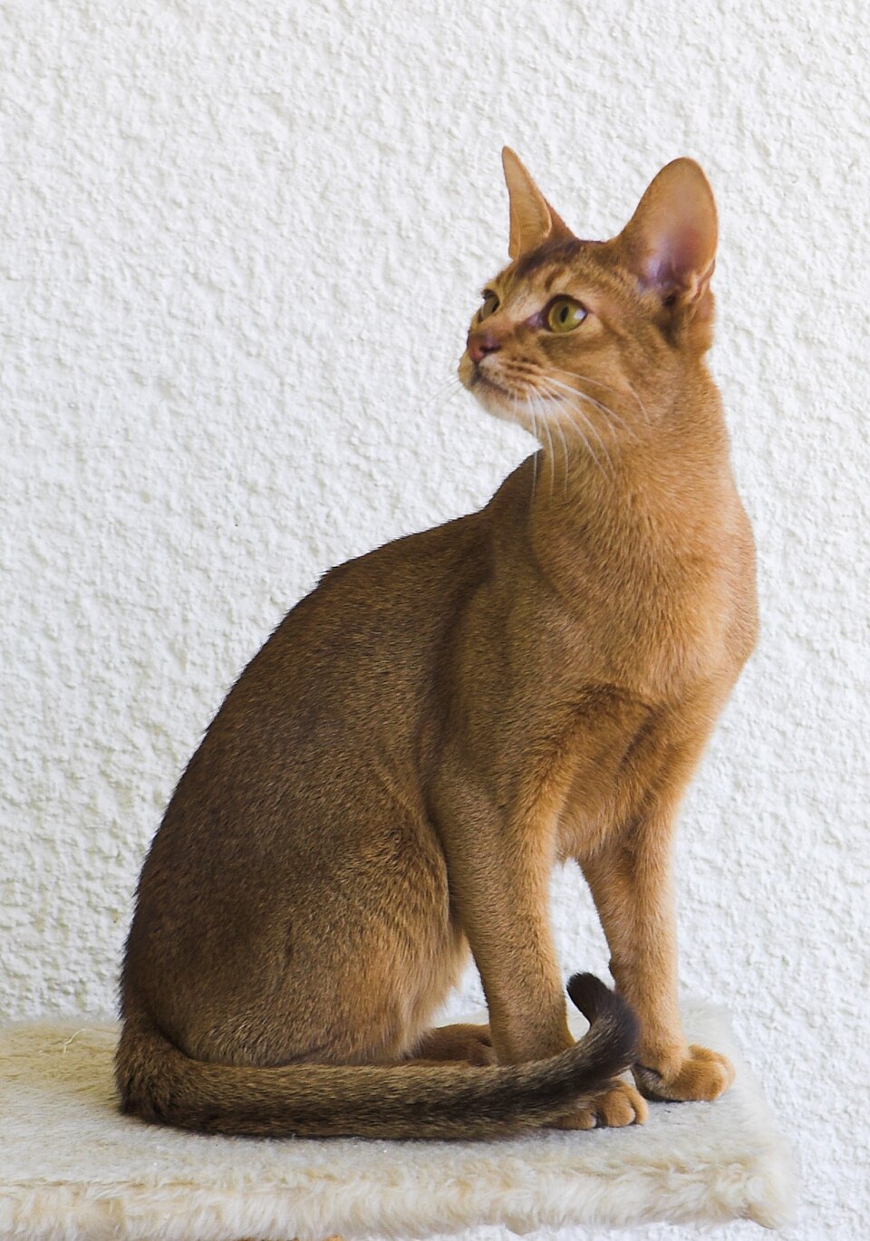 Abyssinian Cat Breed
