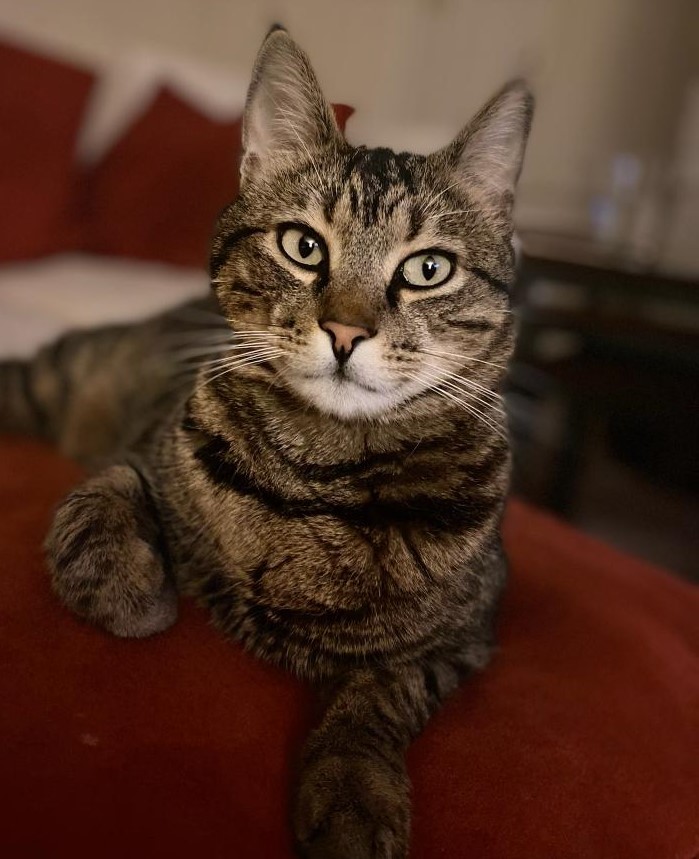 Aegean Cat Breed