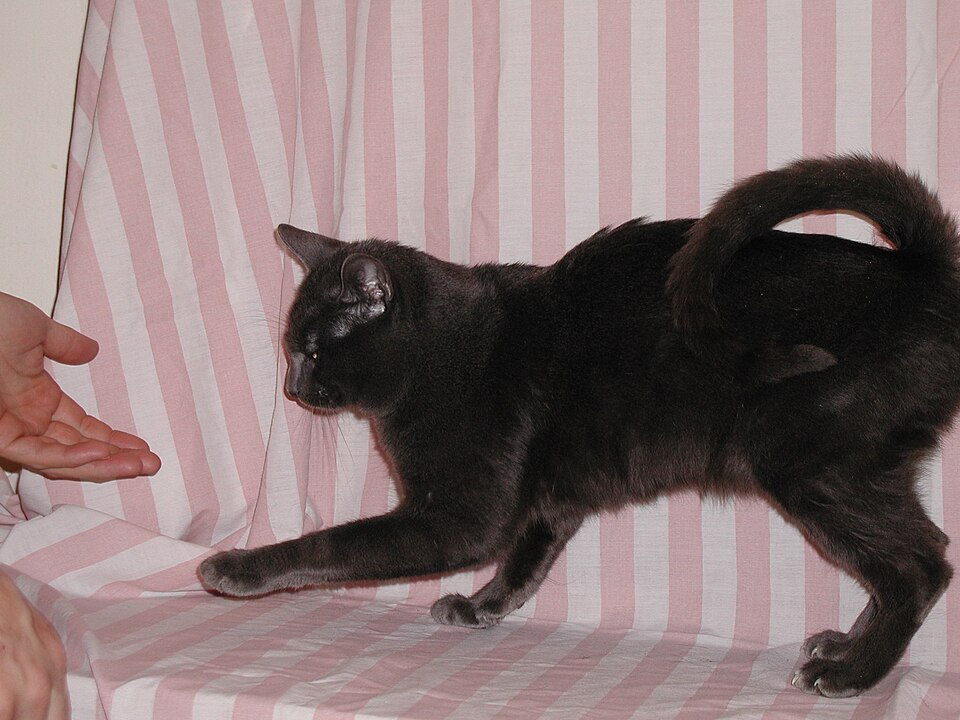 American Ringtail Cat Breed