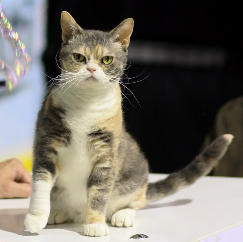 American Wirehair Cat Breed