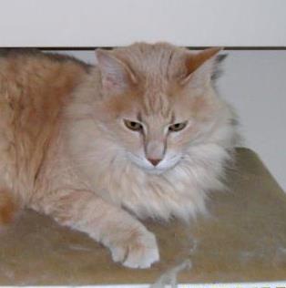 Aphrodite Giant Cat Breed