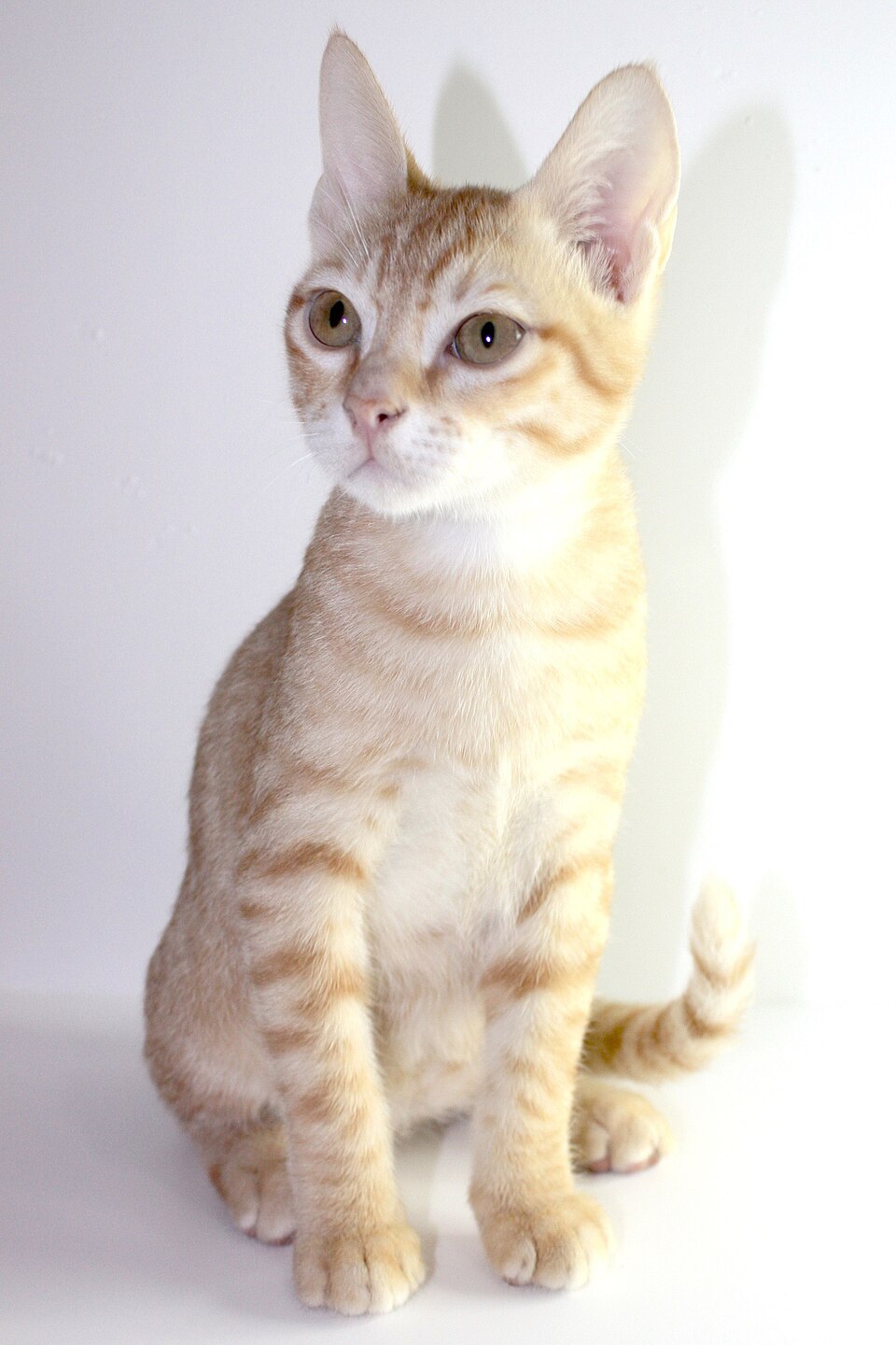Arabian Mau Cat Breed