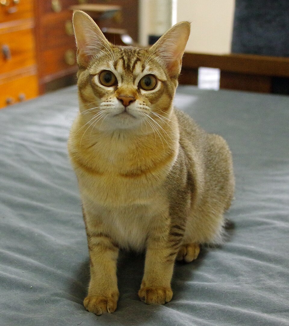 Asian Cat Breed