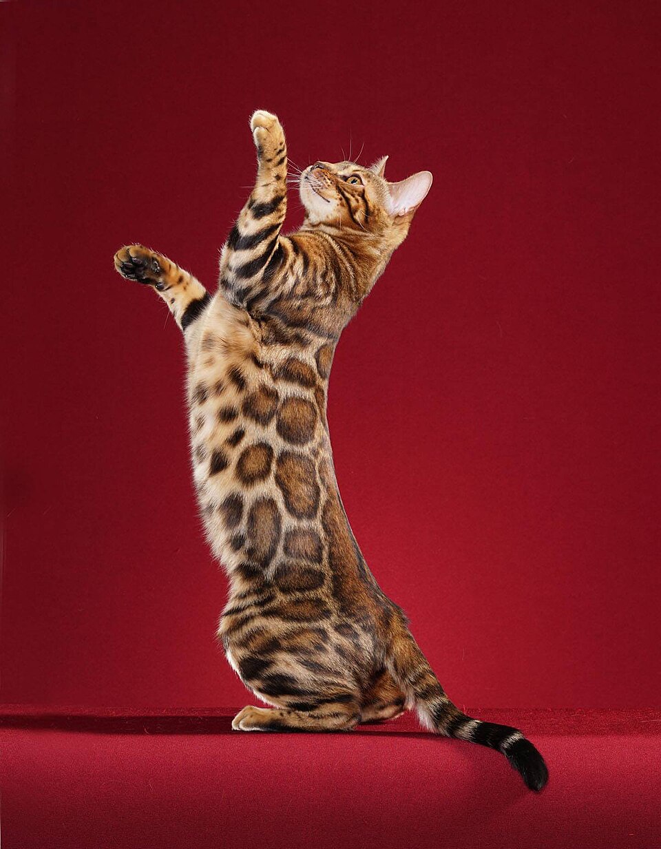 Bengal Cat Breed