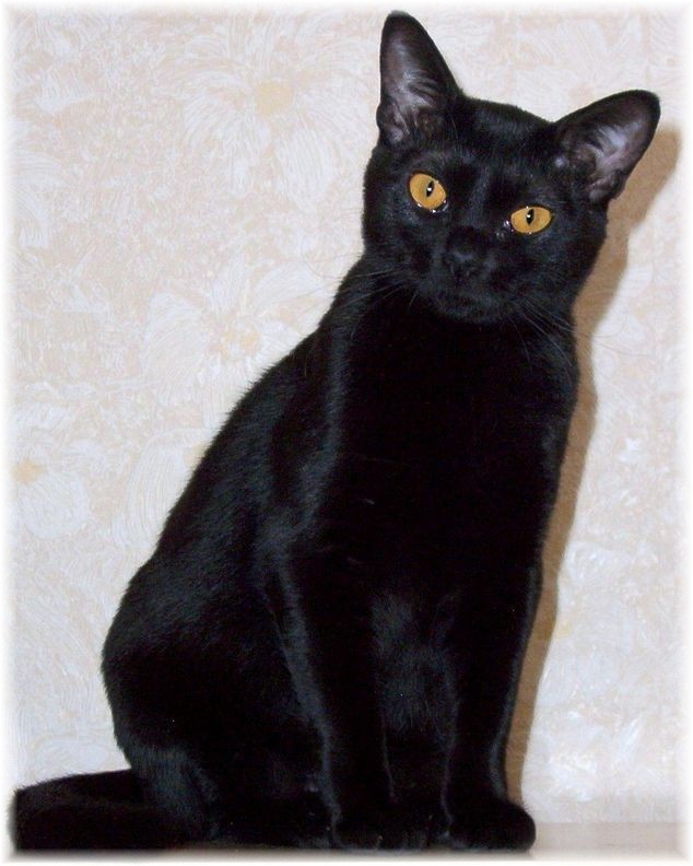 Bombay Cat Breed