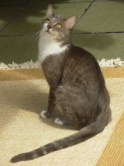 Brazilian Shorthair Cat Breed