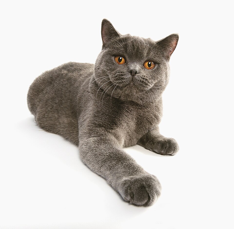 British Shorthair Cat Breed