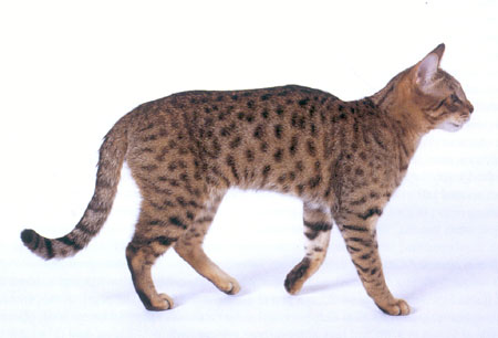 California Spangled Cat Breed