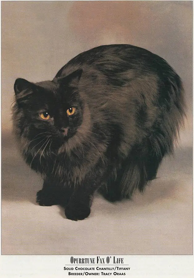 Chantilly-Tiffany Cat Breed