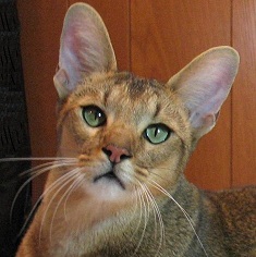 Chausie Cat Breed