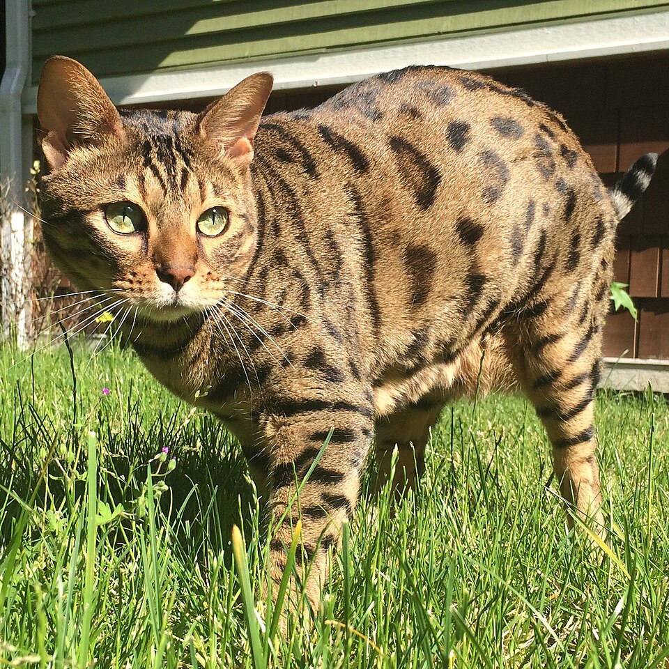 Cheetoh Cat Breed