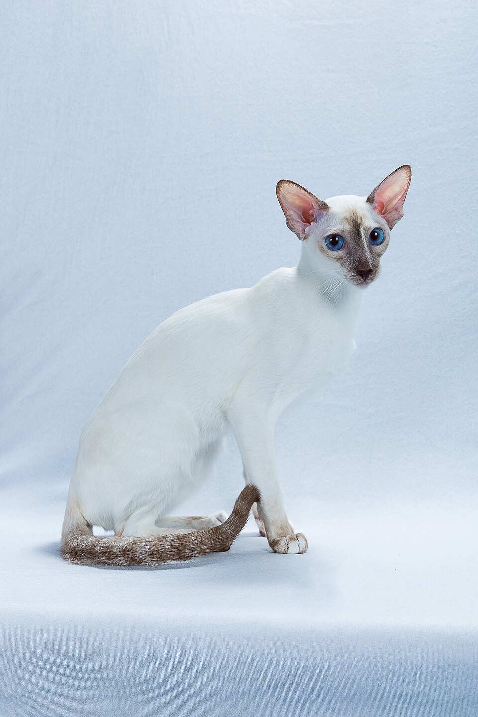 Colorpoint Shorthair Cat Breed