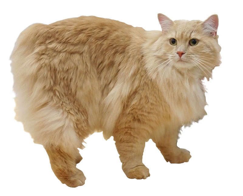 Cymric Cat Breed