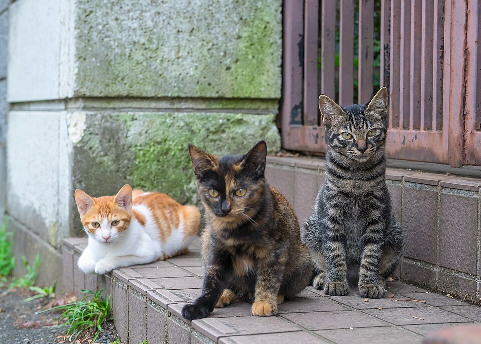 Domestic Cat Breed