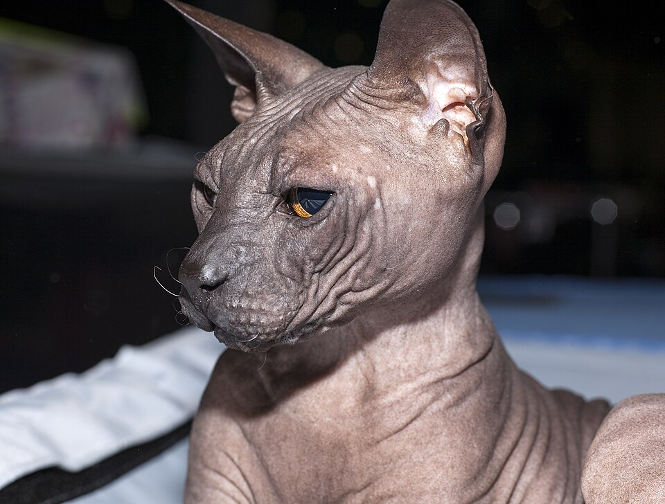 Donskoy Cat Breed