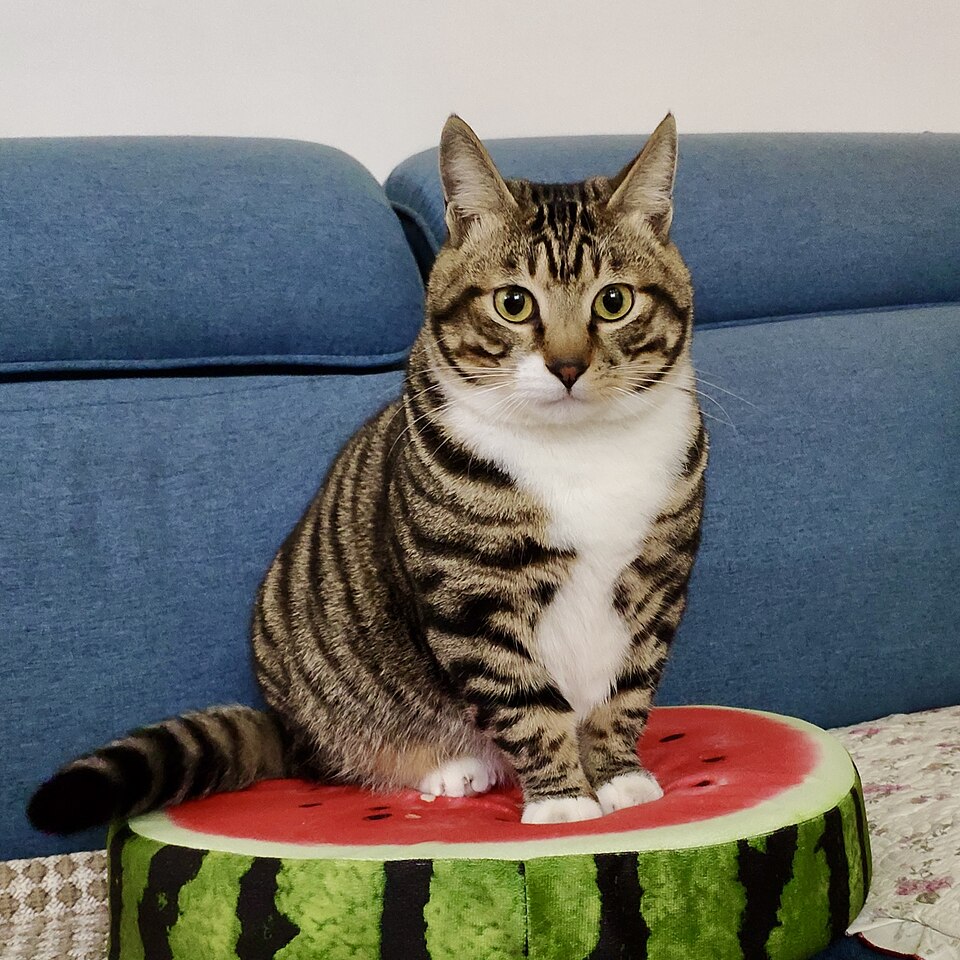 Dragon Li Cat Breed