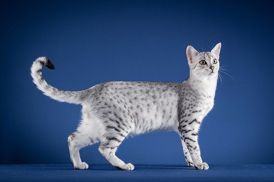 Egyptian Mau Cat Breed
