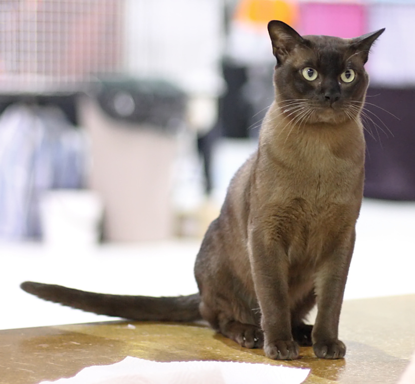 European Burmese Cat Breed