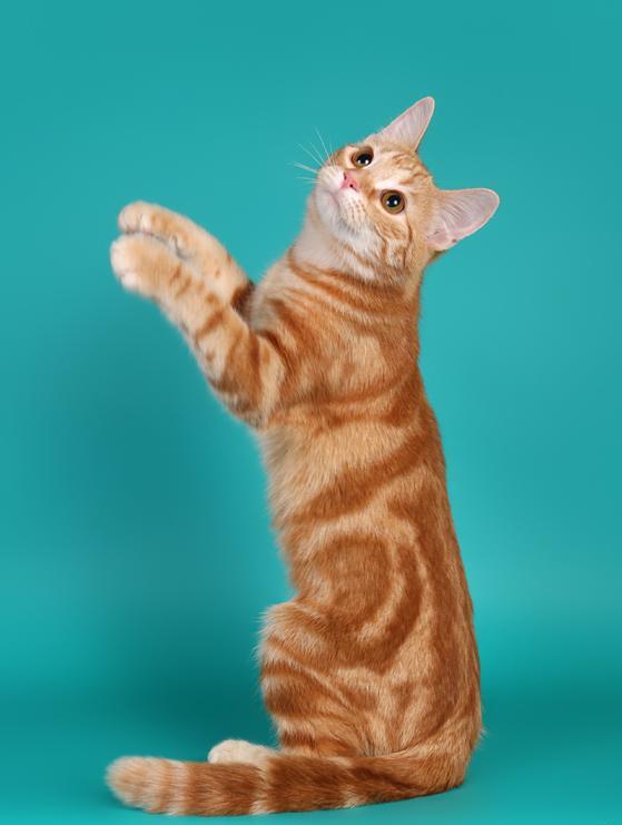 European Shorthair Cat Breed