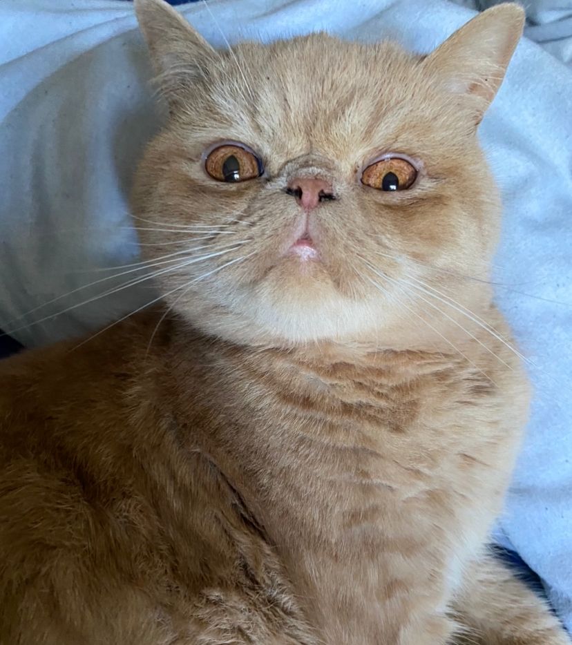 Exotic Cat Breed