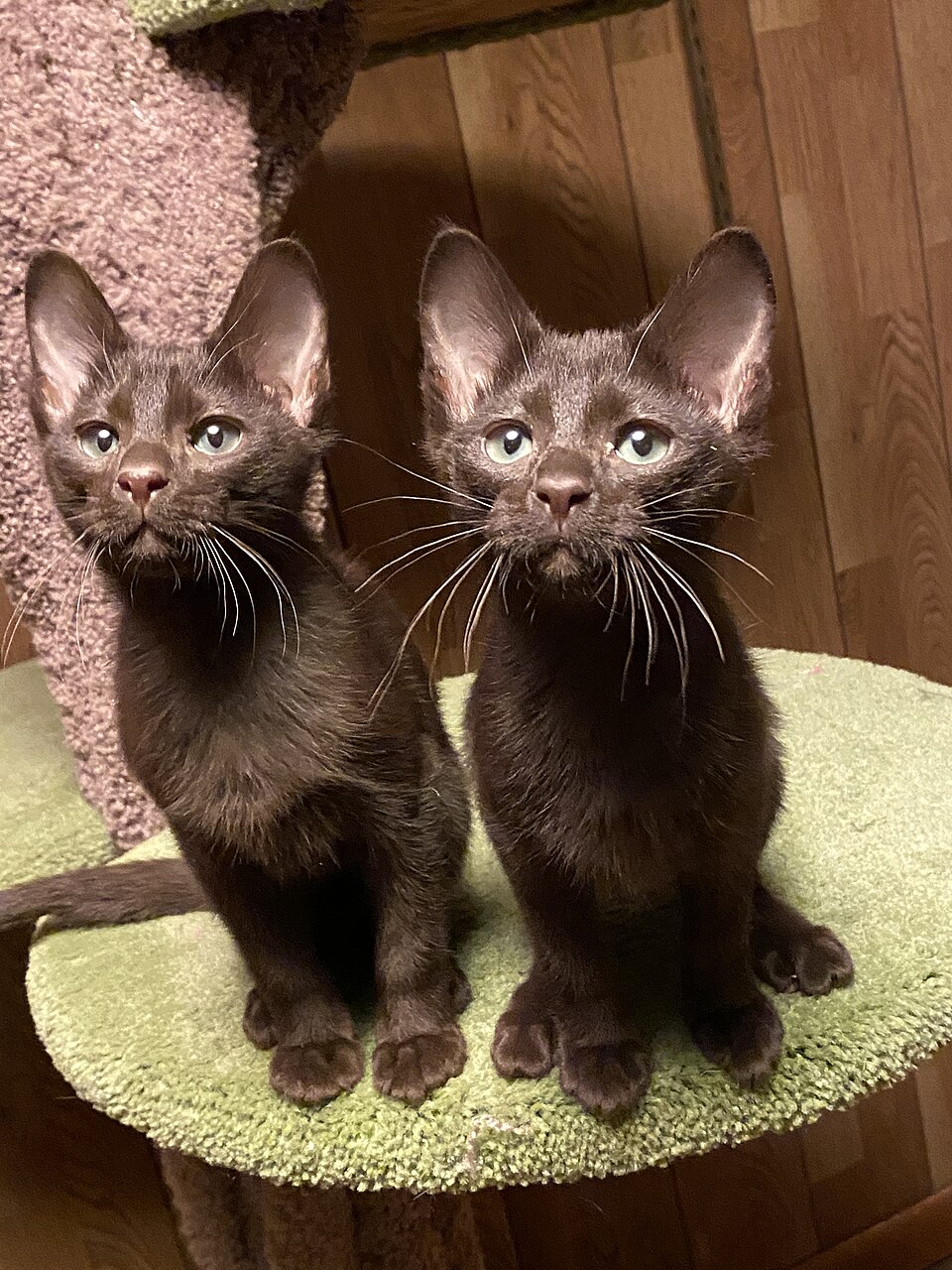 Havana Brown Cat Breed