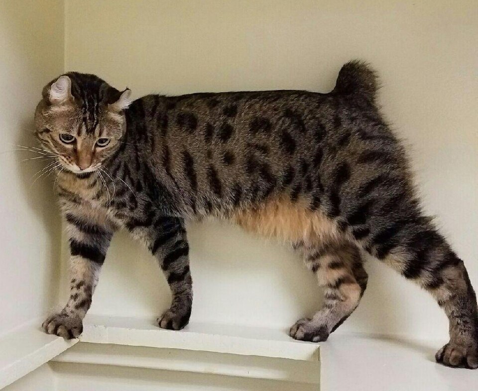Highlander Cat Breed