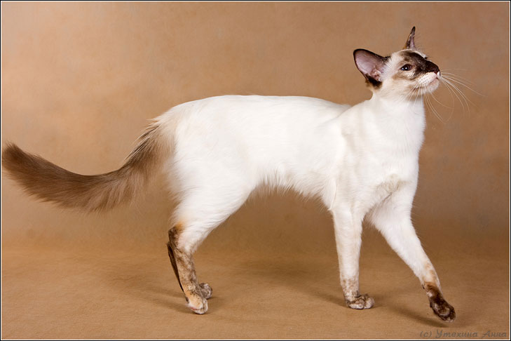 Javanese Cat Breed