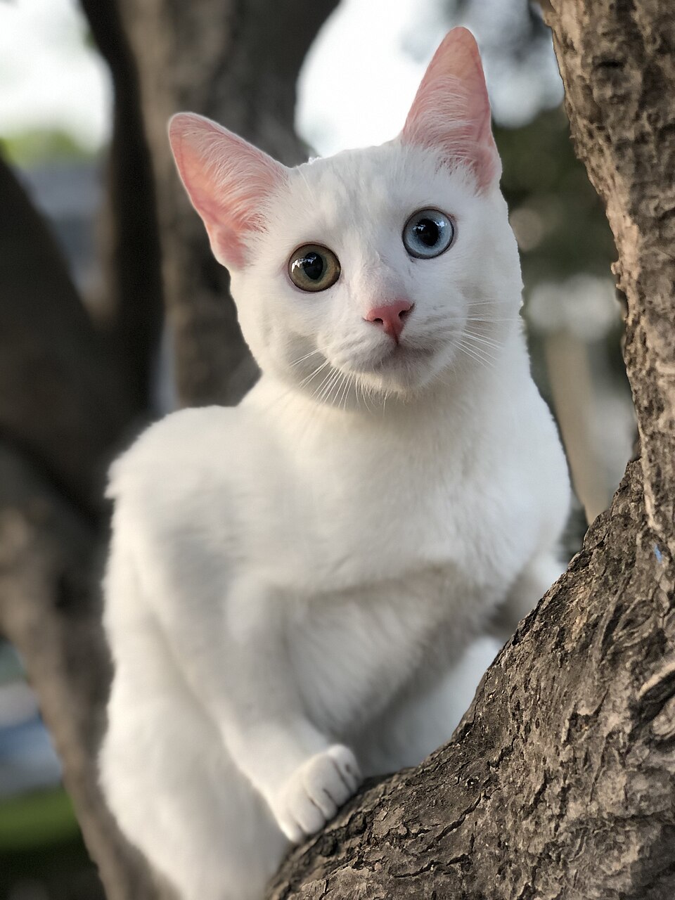 Khao Manee Cat Breed