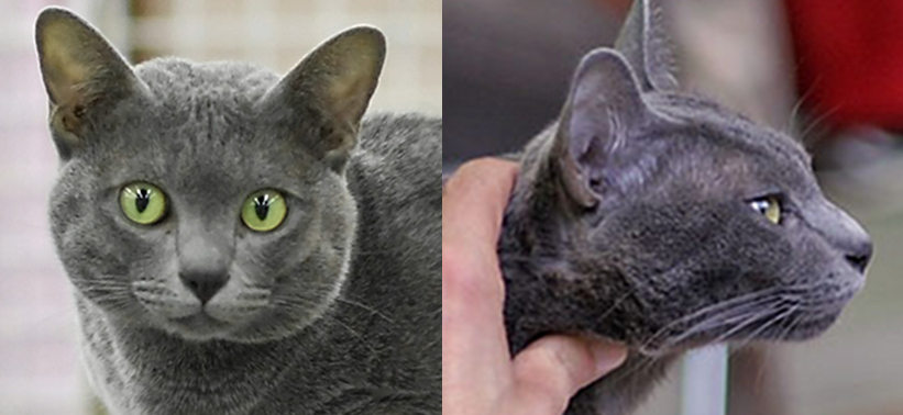 Korat Cat Breed