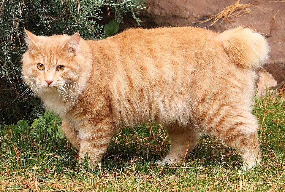 Kurilian Bobtail Cat Breed