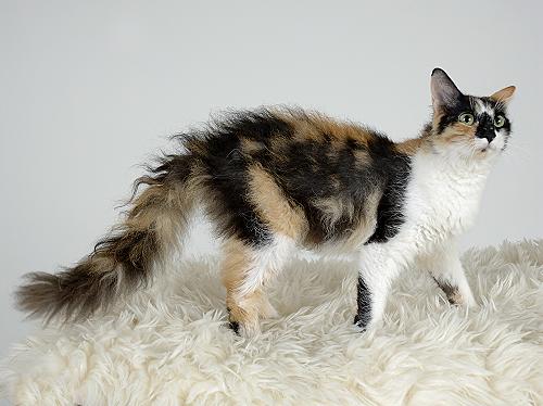 LaPerm Cat Breed