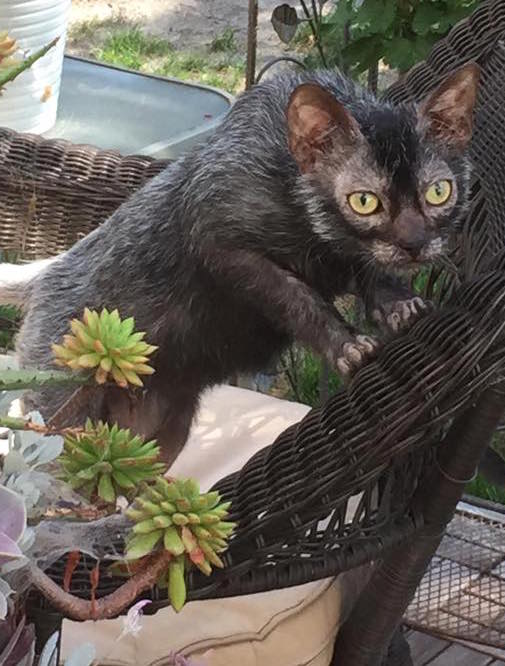 Lykoi Cat Breed