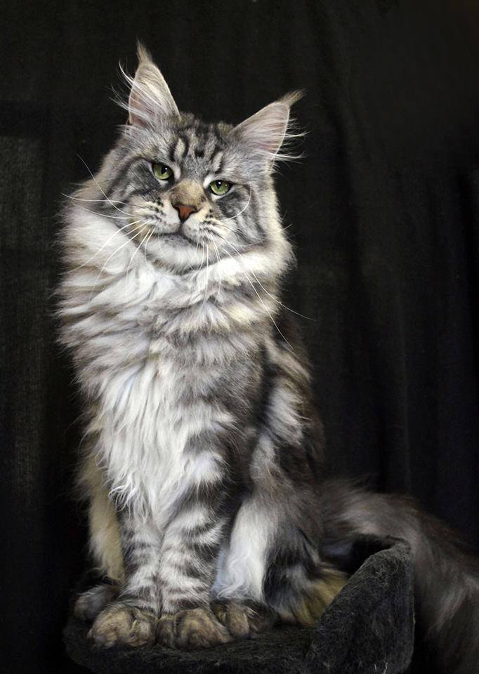 Maine Coon Cat Breed