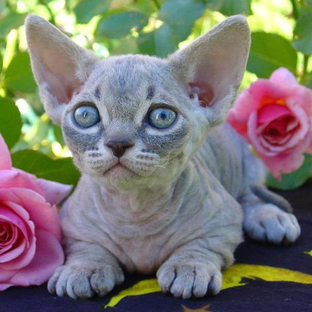 Minskin Cat Breed