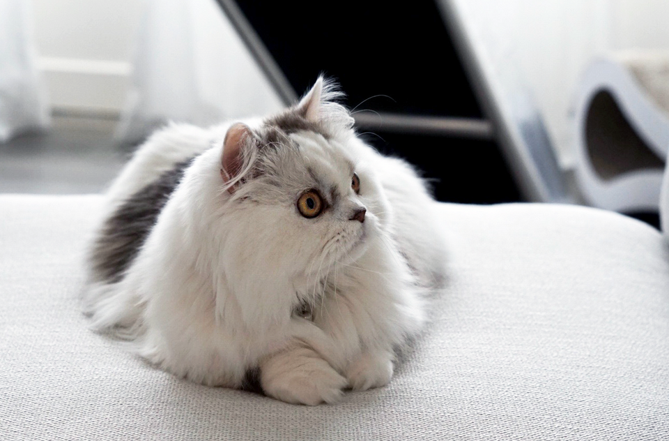 Minuet Cat Breed