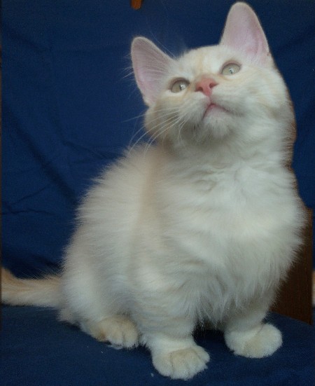 Munchkin Cat Breed