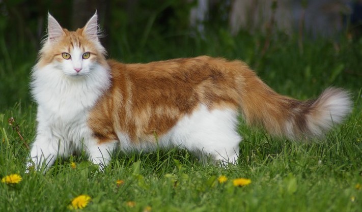 Norwegian Forest Cat Breed