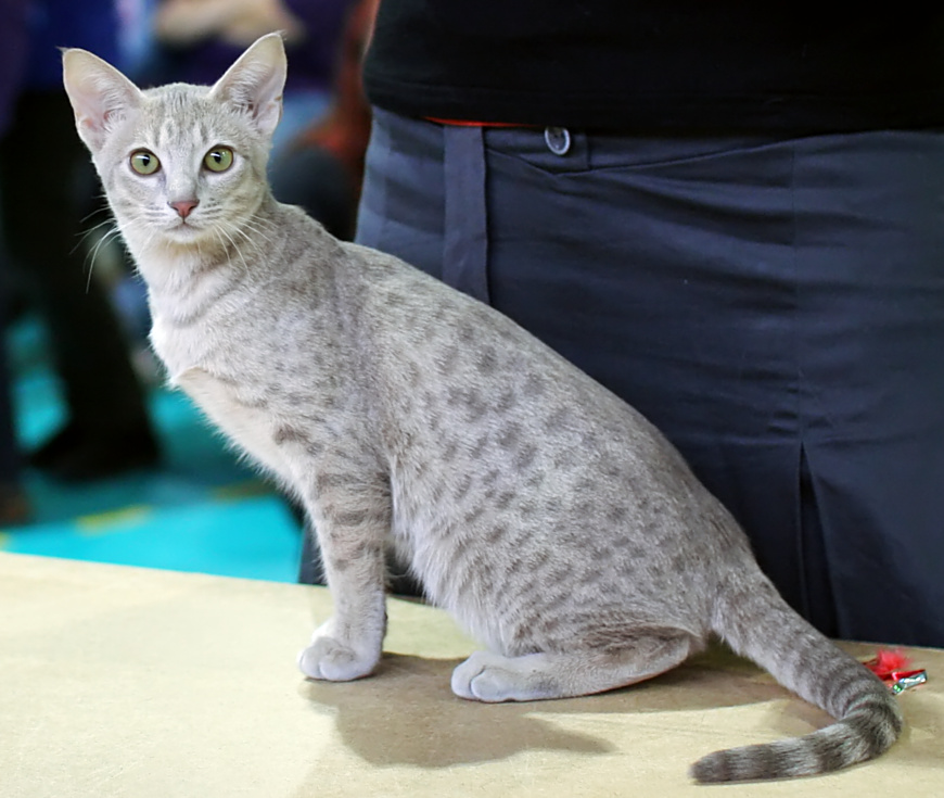 Ocicat Cat Breed