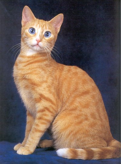 Ojos Azules Cat Breed