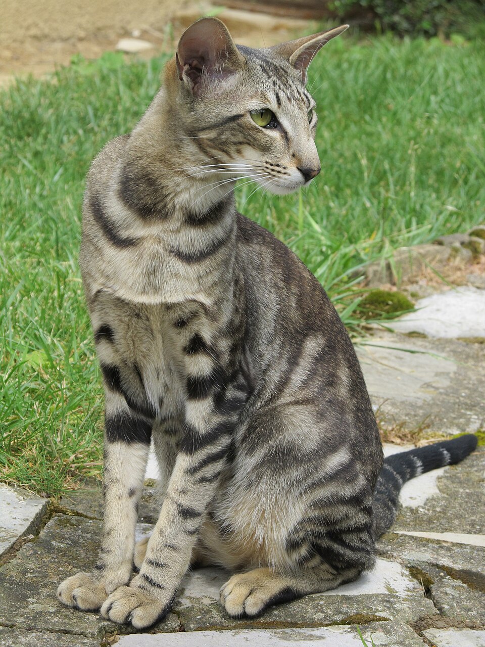 Oriental Cat Breed