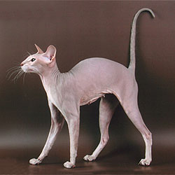Peterbald Cat Breed