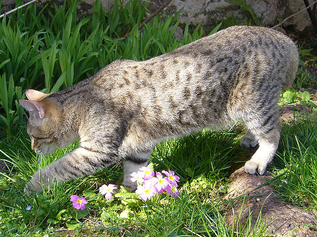 Pixie-Bob Cat Breed