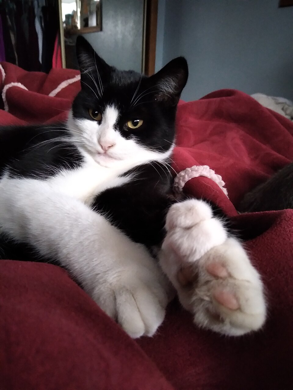 Polydactyl Cat Breed