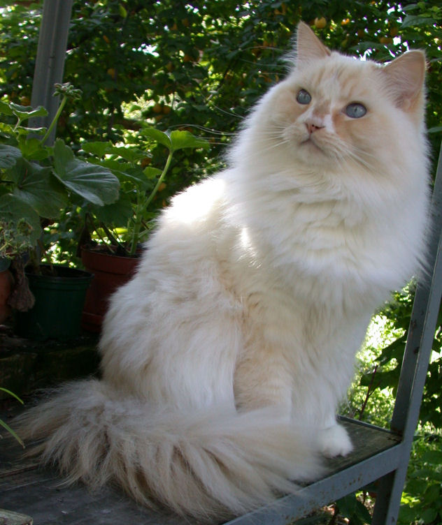 Ragamuffin Cat Breed