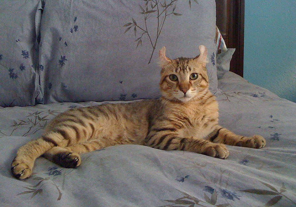 Safari Cat Breed