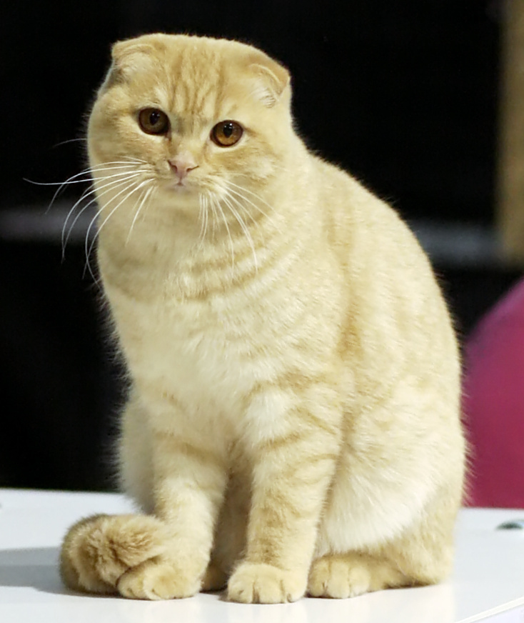 Scottish Fold Cat Breed