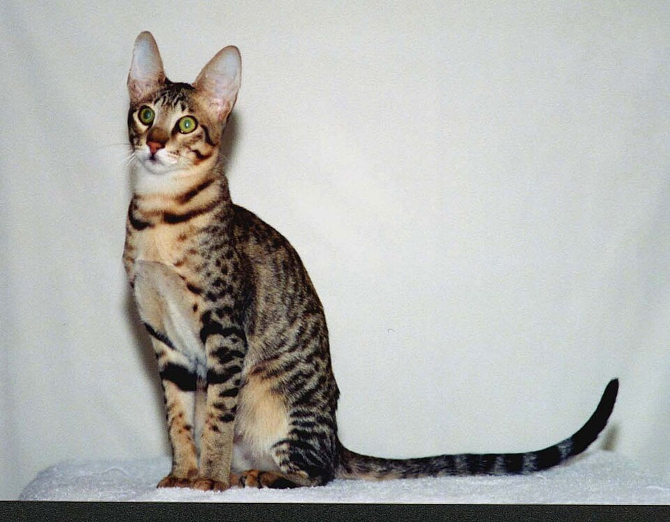 Serengeti Cat Breed