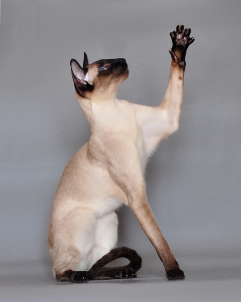 Siamese Cat Breed