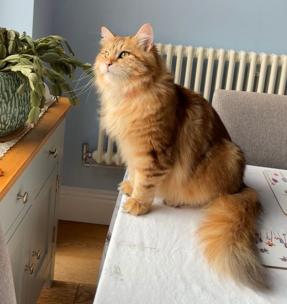 Siberian Cat Breed