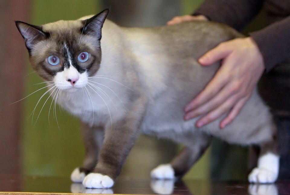 Snowshoe Cat Breed